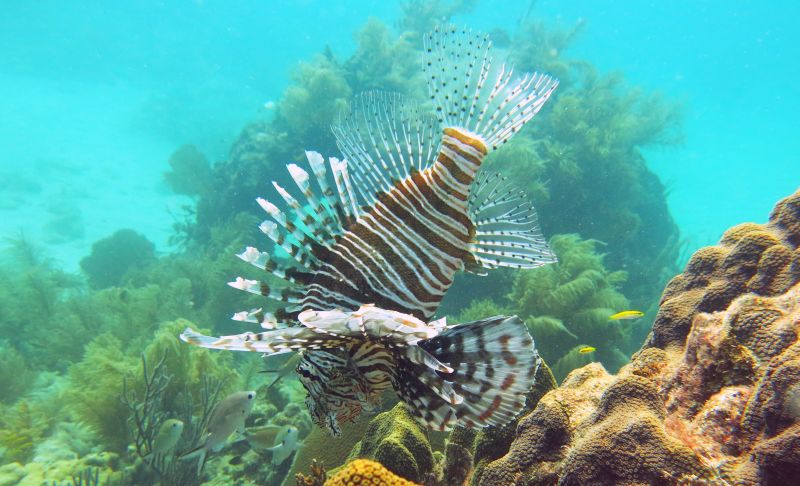 Lion Fish