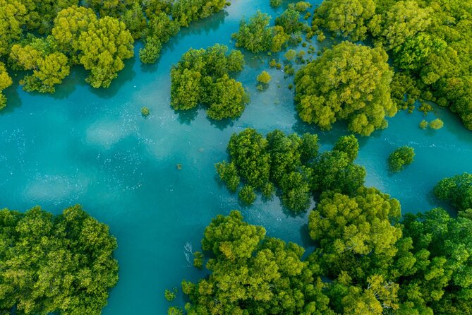 Manglar Isla Tiburón