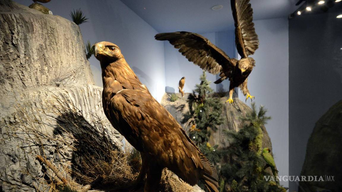 Musave Museo De Las Aves De México Saltillo