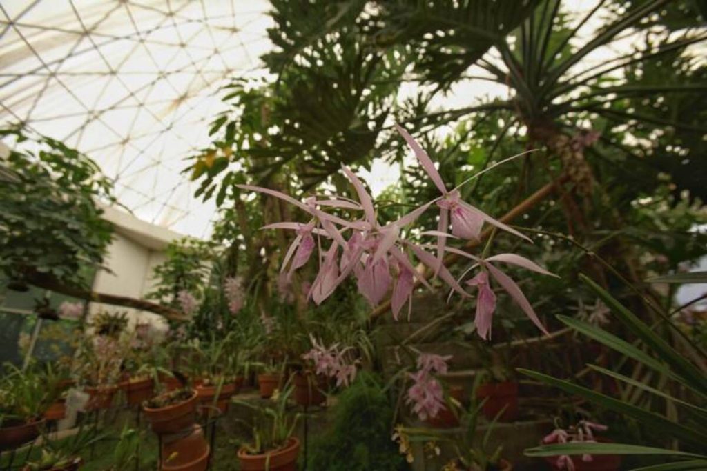 Orquidario De Morelia