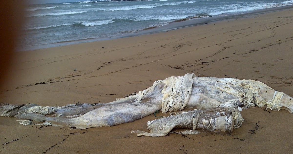 Playa Candelero