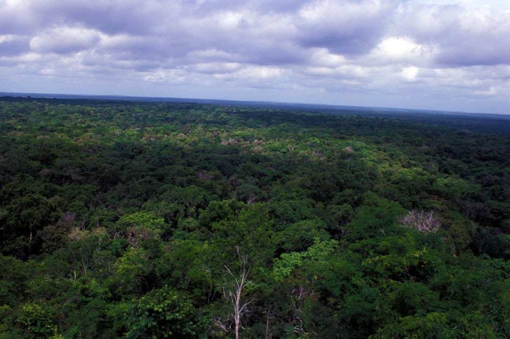 Reserva De La Biósfera Calakmul